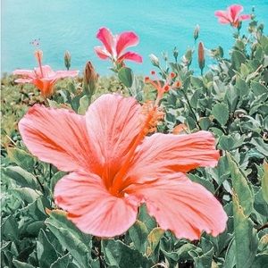 Meet your Posher, Bailey